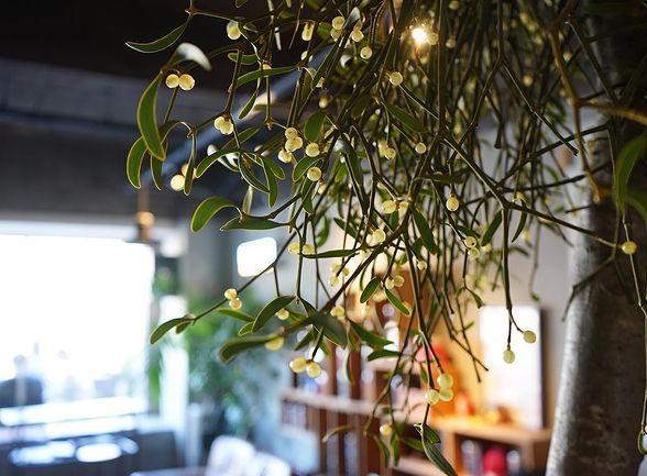 ヤドリギの写真